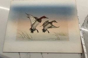 Water Color painting of Male and Female Canvasback ducks 1980 Entry. - Picture 1 of 5