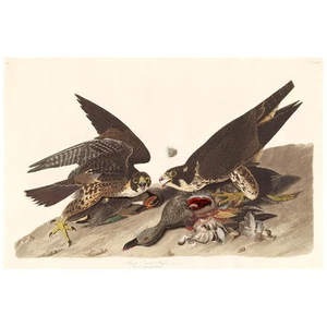 John J Audubon Great-Footed Hawk FRIDGE MAGNET, Birds of America Mini Gift - Picture 1 of 7