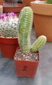 Echinopsis Chamaecereus Peanut Cactus VARIEGATED Ships In A 2”pot Nice Color!#2 - Picture 1 of 6