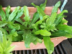 1000ct CULANTRO "Eryngium foetidum" Ngo Gai, Coriander, Recao, Bandhan Homegrown - Picture 1 of 2
