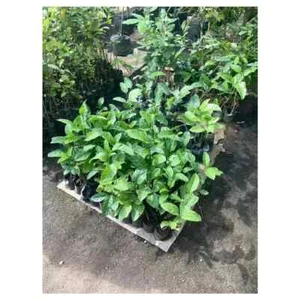 Passion Fruit Plant x 2 Grow Your Own Tropical Treasure Express Service - Picture 1 of 2