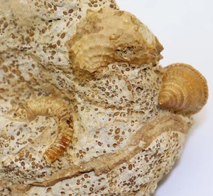 Ammonit, Spiroceras , Schnecke, Pyrgotrochus, Jura, Bajoc, Evrecy, FRA-c990 - Picture 1 of 7
