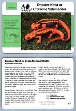 Emperor Newt/Croc Salamander #35.11 Amphibians - Grolier Wildlife Adventure Card