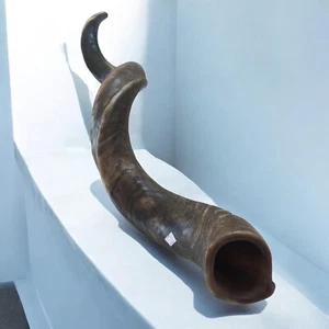 "Increíble SHOFAR Kudu Yemenita Cuerno Kosher Completamente Natural de Israel XL 34""-36" - Imagen 1 de 12