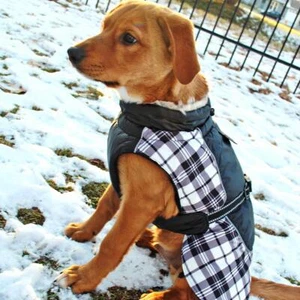New Black & White Plaid Alpine All-Weather Dog Coat - Sizes   XS-5XL - Picture 1 of 16