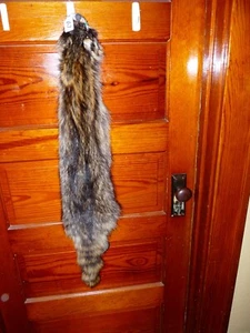 ENORME HERMOSO MAPACHE CURTIDO 4 PIES GARRAS PIEL TAXIDERMIA R7 CABINA SOMBRERO DECORACIÓN - Imagen 1 de 5