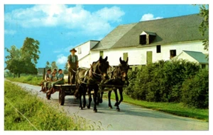 Postcard Chrome Amish Country Horse Drawn Buggy Pennsylvania - Picture 1 of 2