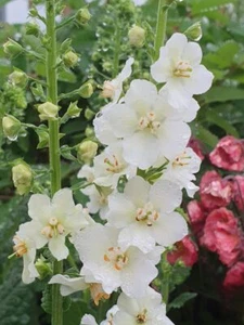 Verbascum Flush of White Herb Perennial patio garden Plant tall hardy cottage - Picture 1 of 3