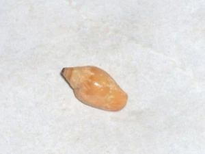 NITIDELLA NITIDA FANTASTIC - Bild 1 von 2