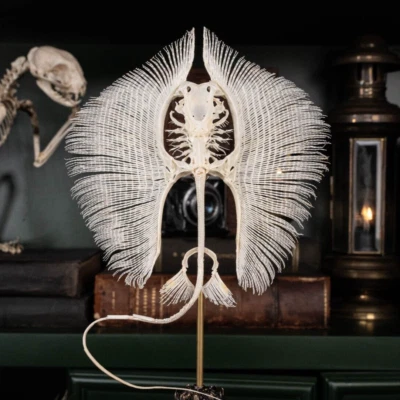 Esqueleto de raya real, taxidermia de peces, púa de raya, decoración anatomía de mantarrayas Foto 1 de 4
