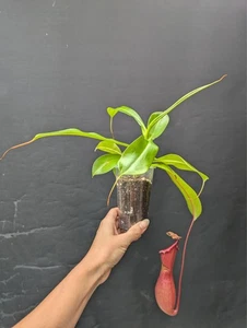 Nepenthes x ventrata in plastic cup Pot carnivorous pitcher plant no pitchers - Picture 1 of 2