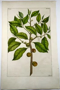 1741 Fig tree, fruit, Rumpf, Herbarium Amboinense, Indonesia, hand colour, folio - Picture 1 of 5