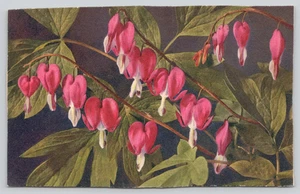 Postcard Pink Asian Bleeding-Heart Flowers by Thor E Gyger Botany Floral - Picture 1 of 2