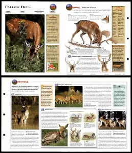 Fallow Deer #108 Mammals - Wildlife Explorer Fold-Out Card - Picture 1 of 1