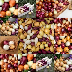 ONION Heirloom Mix 100 Seeds Winter Vegetable Garden ALL TYPES MIXED cool season - Picture 1 of 8