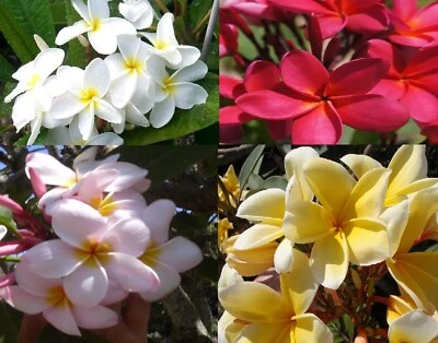 4 Hawaiian Plumeria Frangipani Mixed Plant Cuttings Red, White, Yellow, Pink - Image 1 of 4
