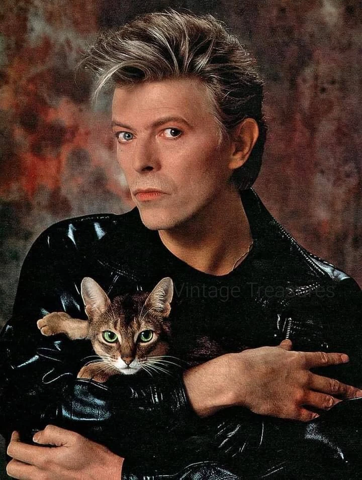 David Bowie with Pet Cat Photo Print Poster - Image 1 of 1