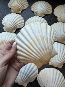 12x Natural Scallop Shells Sea Washed White Shell Approx 12cm Crafts Art - Picture 1 of 2