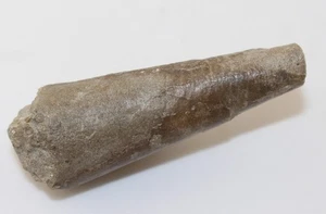 Nautiloid, Cephalopode non det., Devon, Givet, Üxheim, Deutschland -L540 - Picture 1 of 3