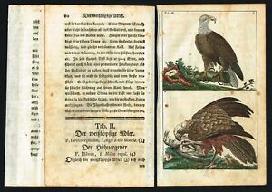 Bald & Royal Eagles, Birds, Hand-Colored Antique Engraving Print - Wilhelm 1795
