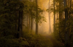 Fotomurale-FOREST HAZE-(7411)NON TESSUTO-carta da parati-albero marrone natura nebbia XXL - Foto 1 di 1
