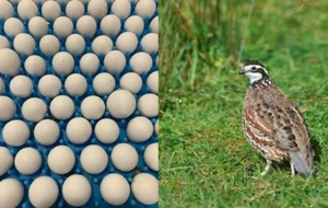 50+ Northern Bobwhite Quail Fertile Hatching Eggs! NPIP Cert - FREE SHIPPING - Picture 1 of 3