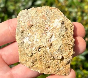 Fossil Crocodile Scute Osteoderm Kem Kem Morocco Elosuchus Dinosaur Bones - Picture 1 of 10
