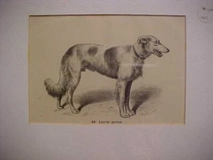 Barsoi Druck 1859 - Bild 1 von 1