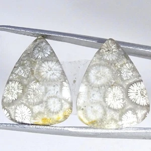 21.20Cts 100% Natural Fossil Coral Pair Jewelry Supply Pear Cabochon 16X20X4MM - Picture 1 of 4