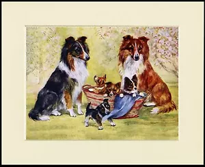 SHETLAND SHEEPDOG SHELTIE DOGS AND PUPPIES CHARMING DOG PRINT READY TO FRAME - Picture 1 of 1
