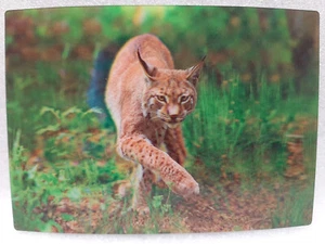 3D Lenticular Postcard Lynx by Schoening Verlag, new - Picture 1 of 1