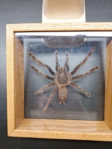 Riesige echte Tarantel, 7 Beine - Eurypelma Spinicrus - in Vitrine - Bild 1 von 8