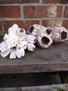 🪸2 Piece-Coral Barnacle Acorn Cluster Purple & White Ocean Natural Fossil  - Picture 1 of 17