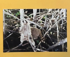 FOTO DE COLECCIÓN ENCONTRADA IMAGEN DE UN MAPACHE EN LOS ÁRBOLES - Imagen 1 de 3