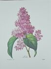 P. J. Redoute Flowers LILAS Purple  Botanical Art Book Plate 73 Print