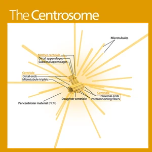 Centrosome Cell Organelle Cellular Biology Diagram Poster Art Print 24 x 24 in - Picture 1 of 1
