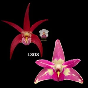 100mm Dendrobium Orchid Seedling. L303 (Vung-Tau 'Danielle' x Cobber 'Lavender & - Picture 1 of 1