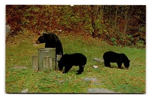 Vintage Black Bears Photo Postcard by Joyce L. Haynes Dexter Press - Picture 1 of 2