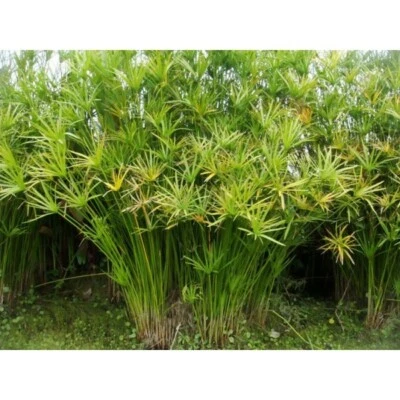 Live Umbrella Palm Tropical Aquatic Marginal Pond Plant - Buy 2 Get 1 Free! - Image 1 of 2