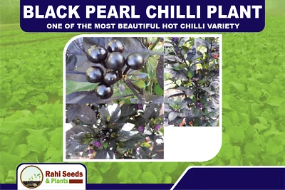 Black Pearl Chilli Plant - One of the most Beautiful Hot Chilli Variety - Image 1 of 4