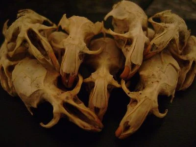 10 CRÁNEOS DE RATA ROTOS hueso real JOYERÍA STEAMPUNK ARTESANÍAS ARTE miniatura Foto 1 de 4