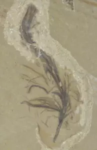 Feather Fossil, Green River Formation, Bonanza, Utah - Picture 1 of 4