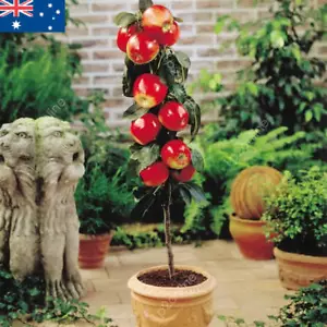 15 Red Apple Tree Fruit Seeds Mini Bonsai Pot Plant Project Starter - Picture 1 of 3
