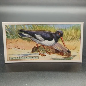 1920s Ogden's Birds Press-Outs OYSTER CATCHER Antique Tobacco Cigarette Card - Picture 1 of 2