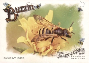Sweat Bee Buzzin - 2024 Topps Allen & Ginter #BUZ-9 - Imagen 1 de 2