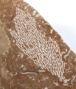 Bryozoe, Chasmatopora sp., Kuckersit, Ordovizium, Maidla, Estonia -L191 - Foto 1 di 5