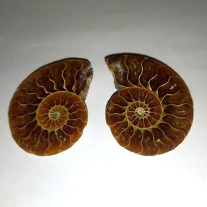 Phylloceras Geschnitten Ammonit Ammoniten 4cm Perlboot Nr.k2 Cleoniceras - Bild 1 von 1