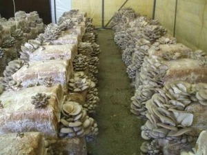 PANI FUNGHI PLEUROTUS COLTIVAZIONE SUBSTRATO PROFESSIONALE PIANTE SEMI - Foto 1 di 1