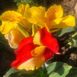 Young Canna UNIQUE Cleopatra foliage funky exotic blooms £11.50 pp - Picture 1 of 5