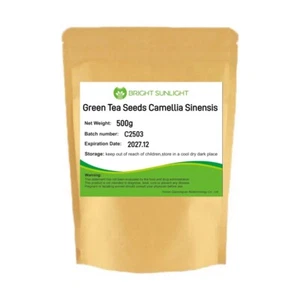 500g Green Tea Seeds Camellia Sinensis Seed For Planting - Picture 1 of 4